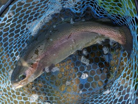 たくさん釣って大物もキャッチ ～高島の泉～…